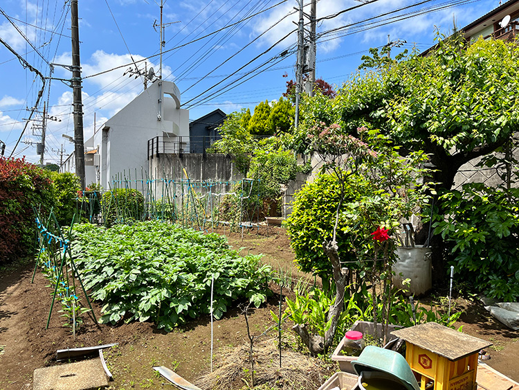 “利家庵”の家庭菜園写真