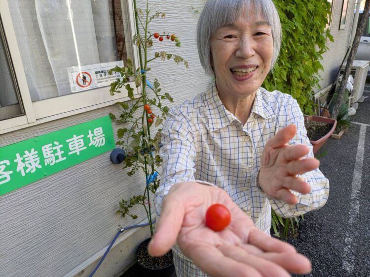 ミニトマト、収穫しました 🍅